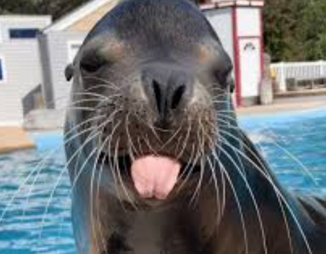 Sea dog sticking tongue out